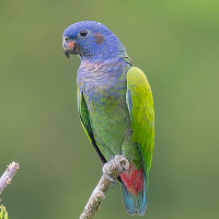 Blue-headed Parrot
